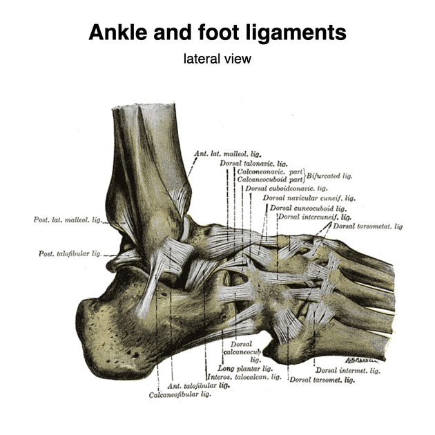 Illustration of the ligaments comprising the deep deltoid ligament